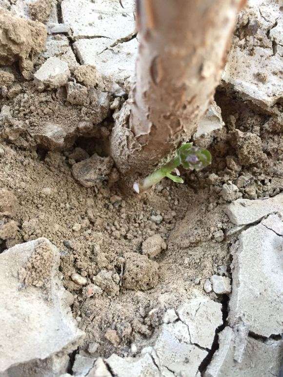 桂花下山桩1年了 不见长 怎么办