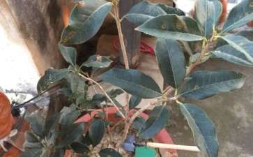 桂花下山桩1年了 不见长 怎么办 图片