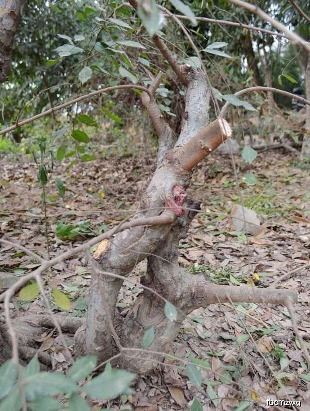 请教 挖流苏下山桩的6个注意事项