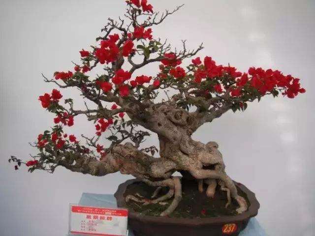 请教 挖流苏下山桩的6个注意事项