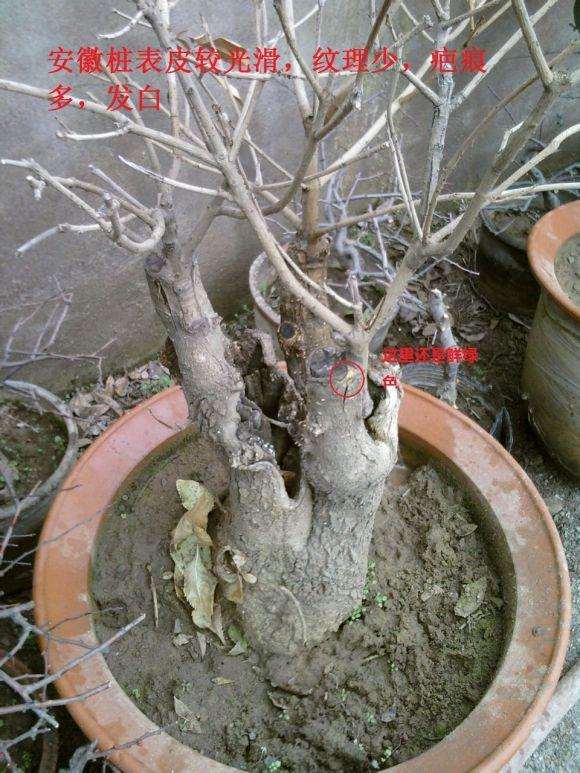 为什么安徽下山桩不好