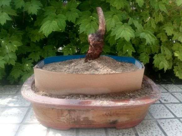 流苏下山桩用沙子种上能行吗