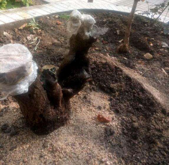 流苏下山桩用沙子种上能行吗