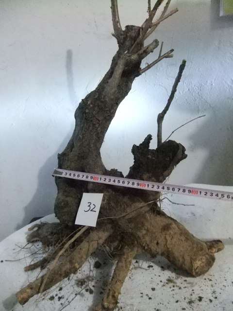 新买的盆景流苏下山桩 根部不好