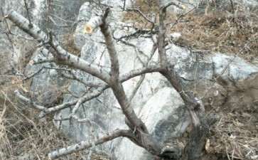 小叶鼠李下山桩 不上相 实物不错