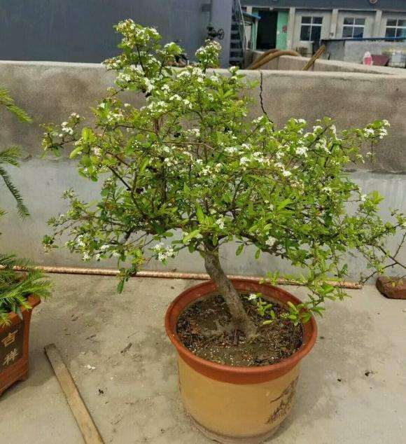 火棘下山桩怎么扦插靠接的方法