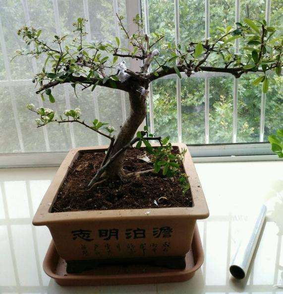 火棘下山桩怎么扦插靠接的方法