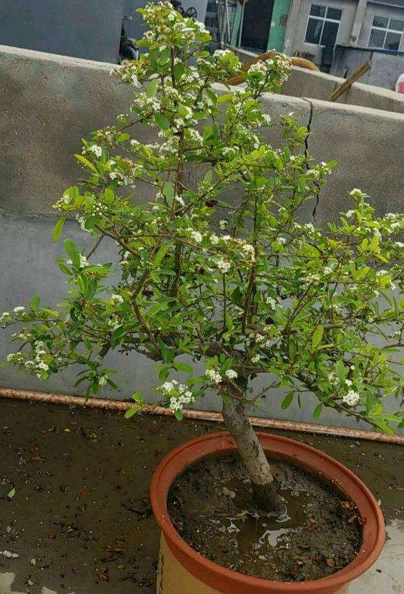 火棘下山桩怎么扦插靠接的方法