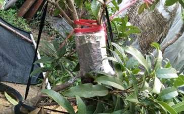 下山桩靠接的桂花 生长不错 可以吗