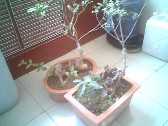 刚嫁接的两棵古桩桂花下山桩