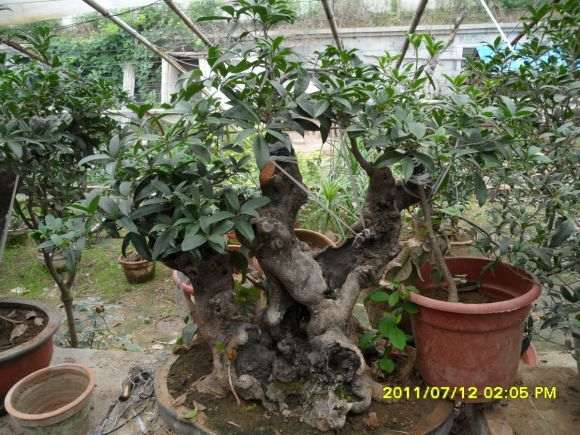 刚嫁接的两棵古桩桂花下山桩