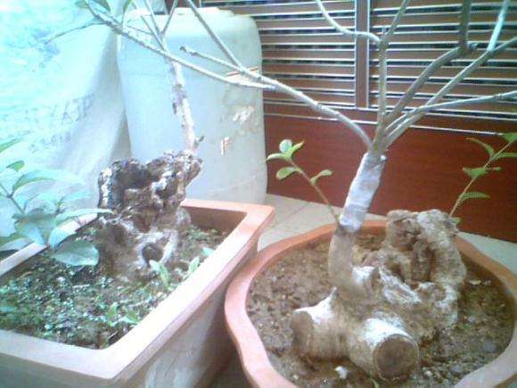 刚嫁接的两棵古桩桂花下山桩