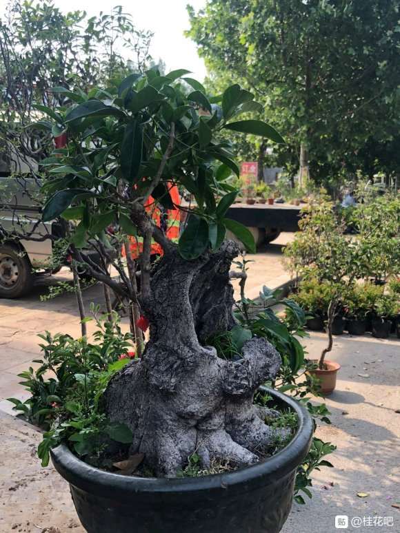 这桂花下山桩一般货