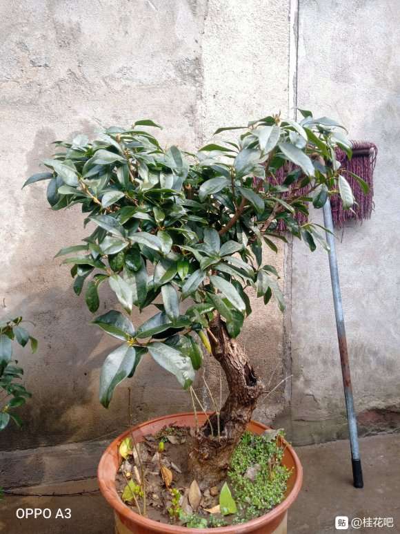 这桂花下山桩一般货