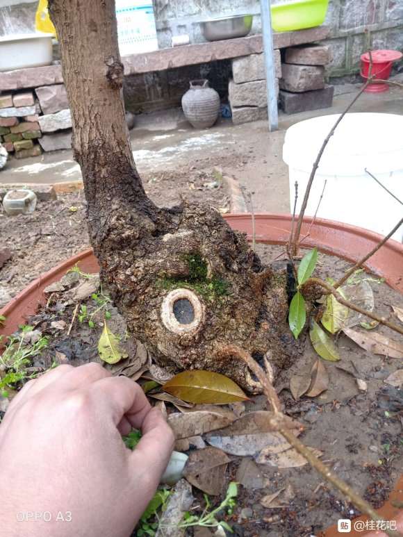 这桂花下山桩一般货