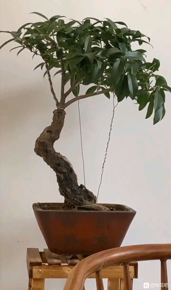 桂花下山桩有什么缺点