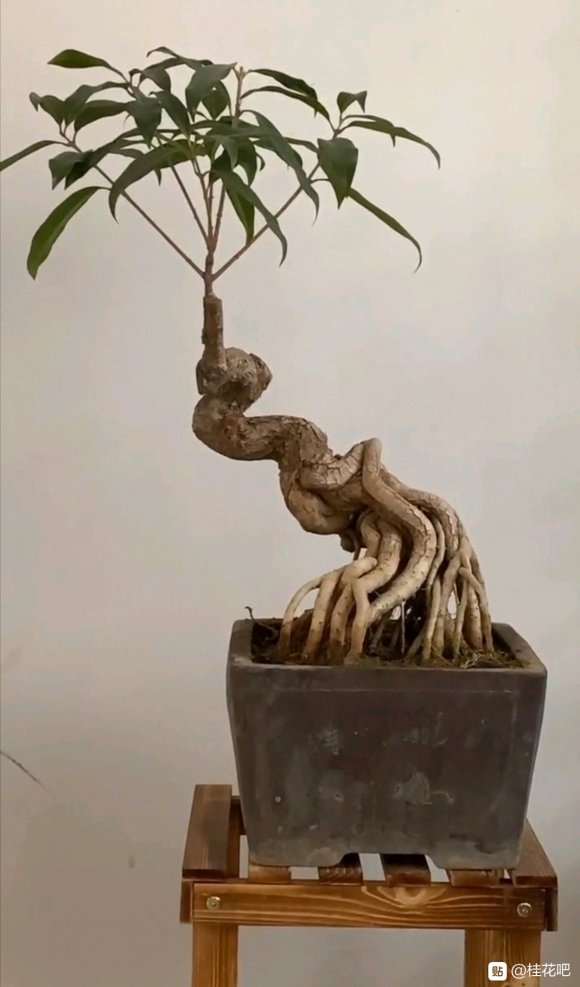 桂花下山桩有什么缺点