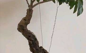 桂花下山桩有什么缺点 图片