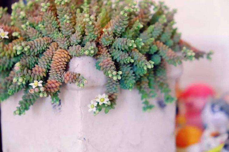 冬美人除了夏季暴晒之外 可以吗都不死