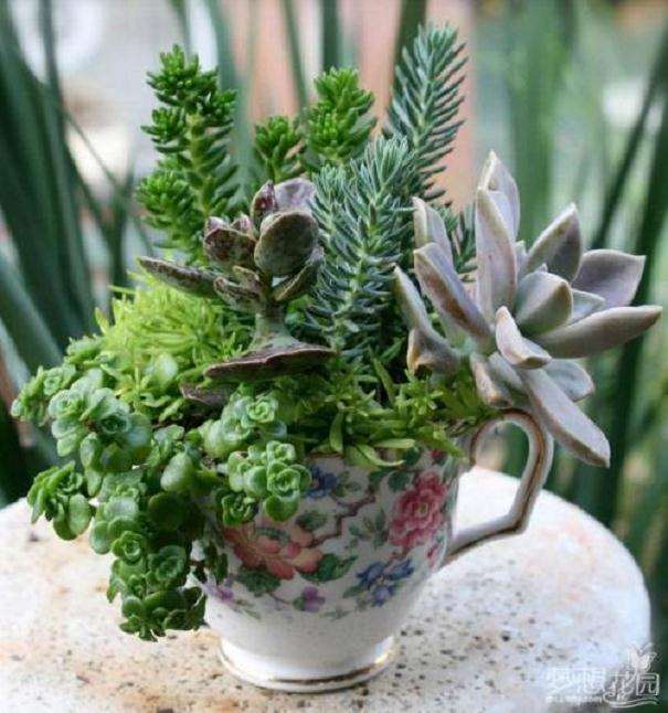 冬美人除了夏季暴晒之外 可以吗都不死