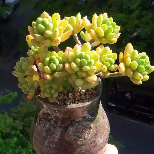 冬美人除了夏季暴晒之外 可以吗都不死