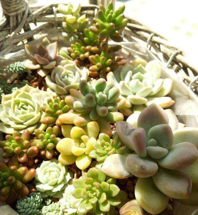 夏天多肉真的不能暴晒 为什么