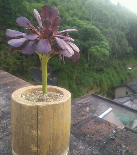 广东夏天33度 多肉暴晒 叶子都蔫了