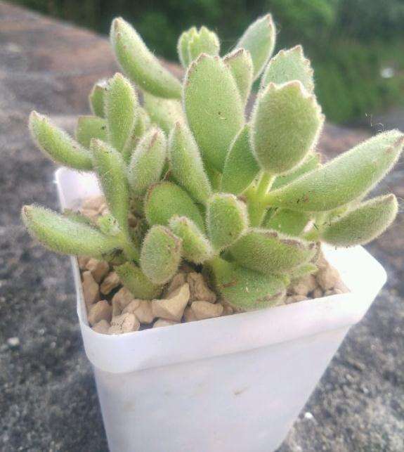 广东夏天33度 多肉暴晒 叶子都蔫了