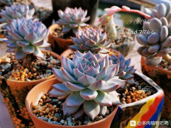 楼顶多肉露养快3年了