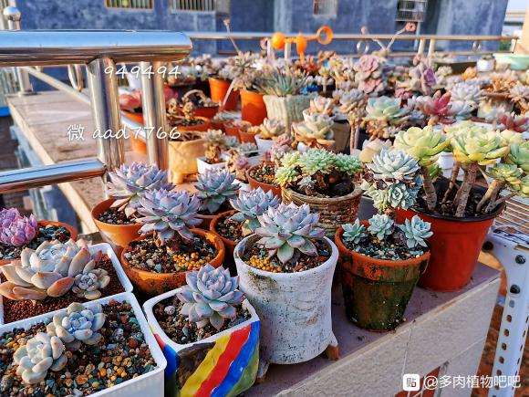 楼顶多肉露养快3年了