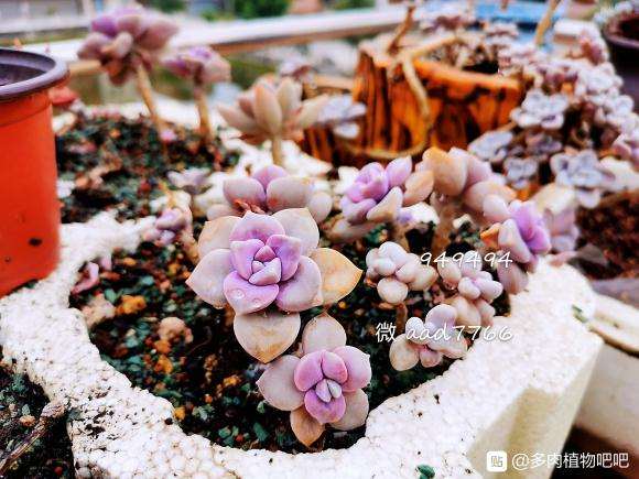 楼顶多肉露养快3年了