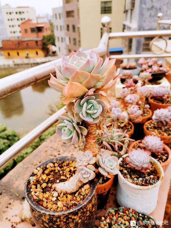 楼顶多肉露养快3年了