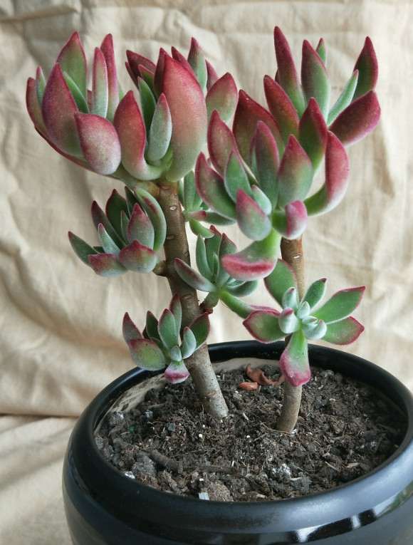 夏天锦晃星多肉休眠吗