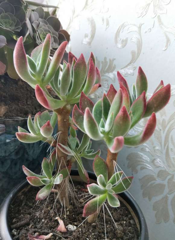 夏天锦晃星多肉休眠吗