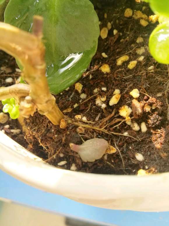 多肉有好多小黑飞 用河沙铺面好吗