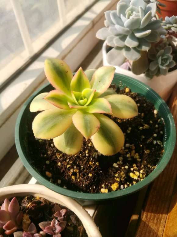 多肉有好多小黑飞 用河沙铺面好吗