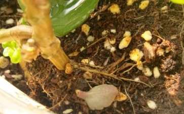 多肉有好多小黑飞 用河沙铺面好吗