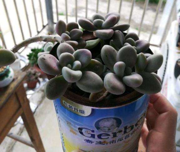 这个奶粉罐子能不能种多肉植物