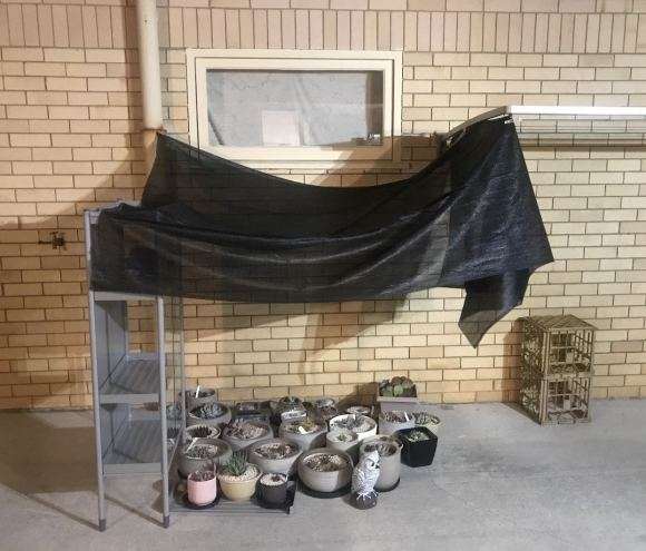 夏天多肉遮阳是用透明 还是用有孔的