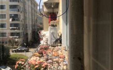 夏季有必要给多肉装一个雨棚 图片