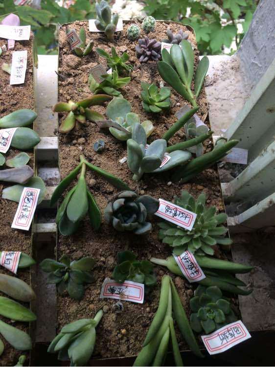 夏天多肉砍头苗怎么种才好