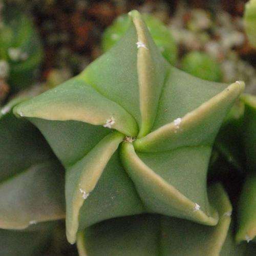 南非龟甲龙多肉为什么夏天又长出藤