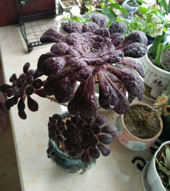 法师多肉为什么叶子长的不多