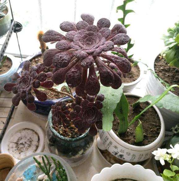 法师多肉为什么叶子长的不多