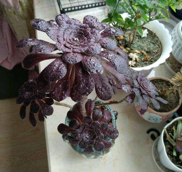 法师多肉为什么叶子长的不多 图片