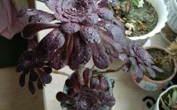 法师多肉为什么叶子长的不多 图片