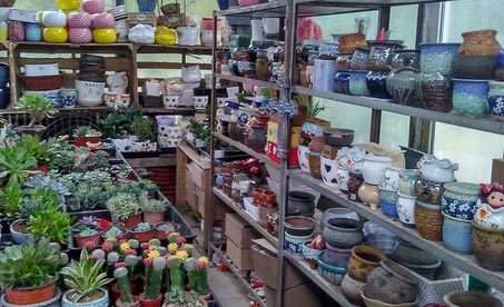 怎么开一家多肉植物店的4个步骤