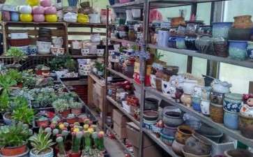 怎么开一家多肉植物店的4个步骤