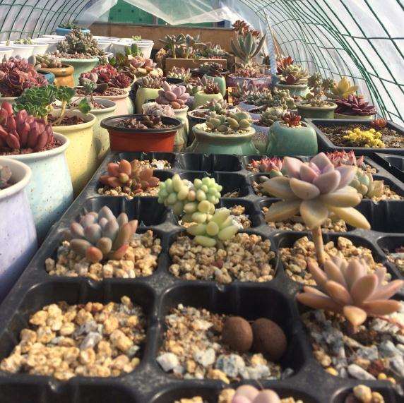 广东夏天多肉遮阳网用几针的最好