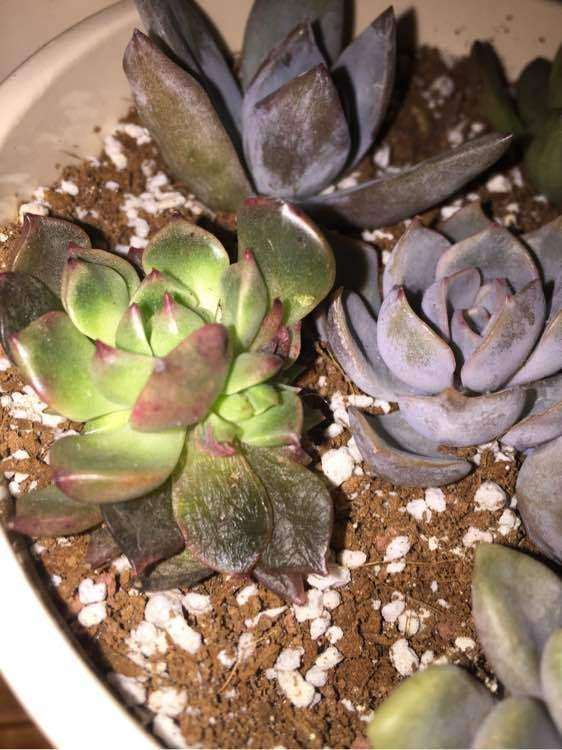 缓苗期间 多肉化水的叶子要摘掉吗